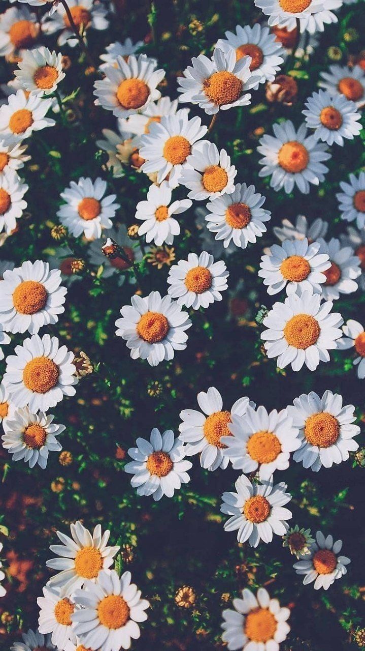 Fondo de pantalla de  719x1280