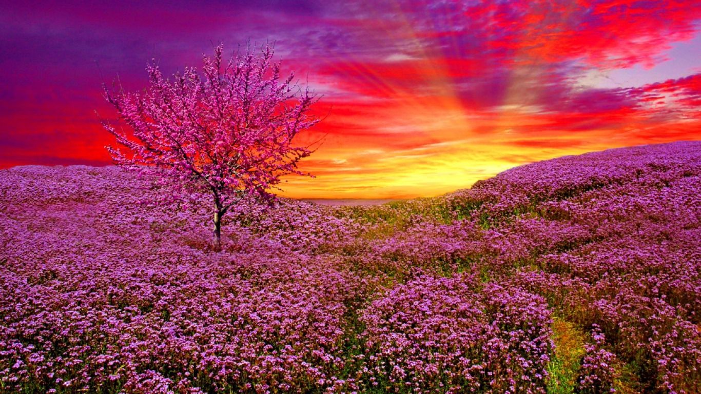 Fondo de pantalla de  1366x768