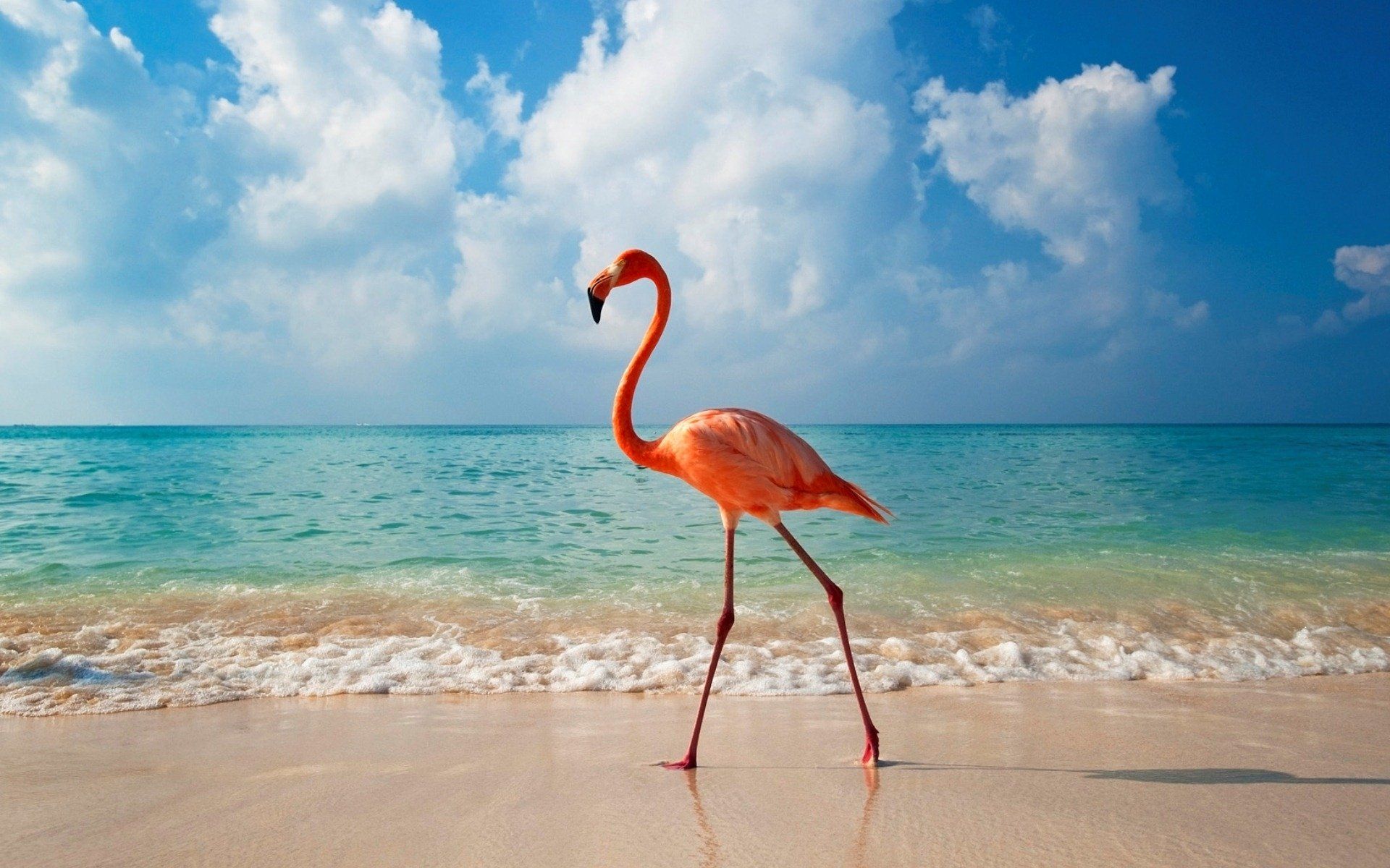 Fondo de pantalla de  1920x1200
