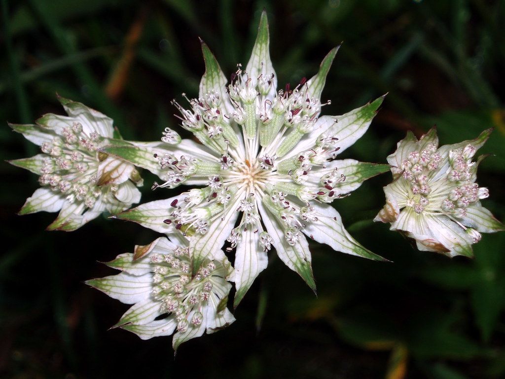 Fondo de pantalla de  1024x768