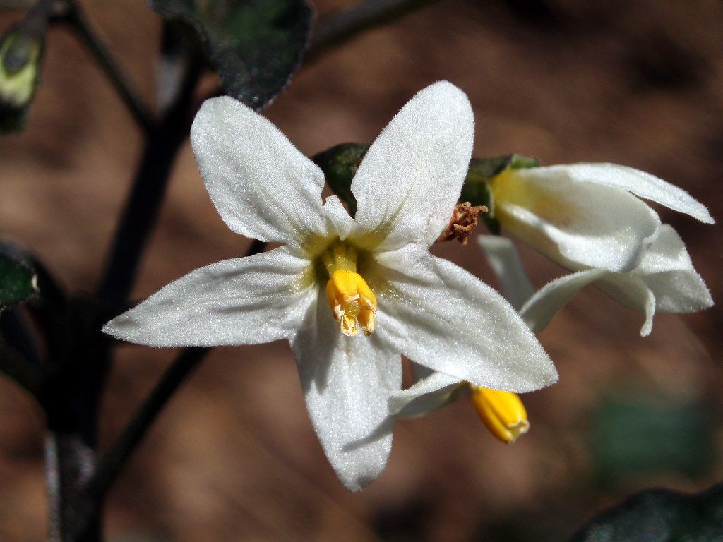 Fondo de pantalla de  1024x768