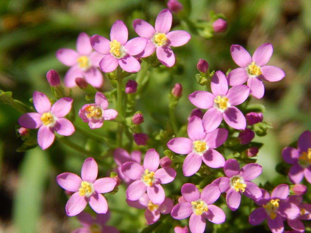 Fondo de pantalla de  1024x768