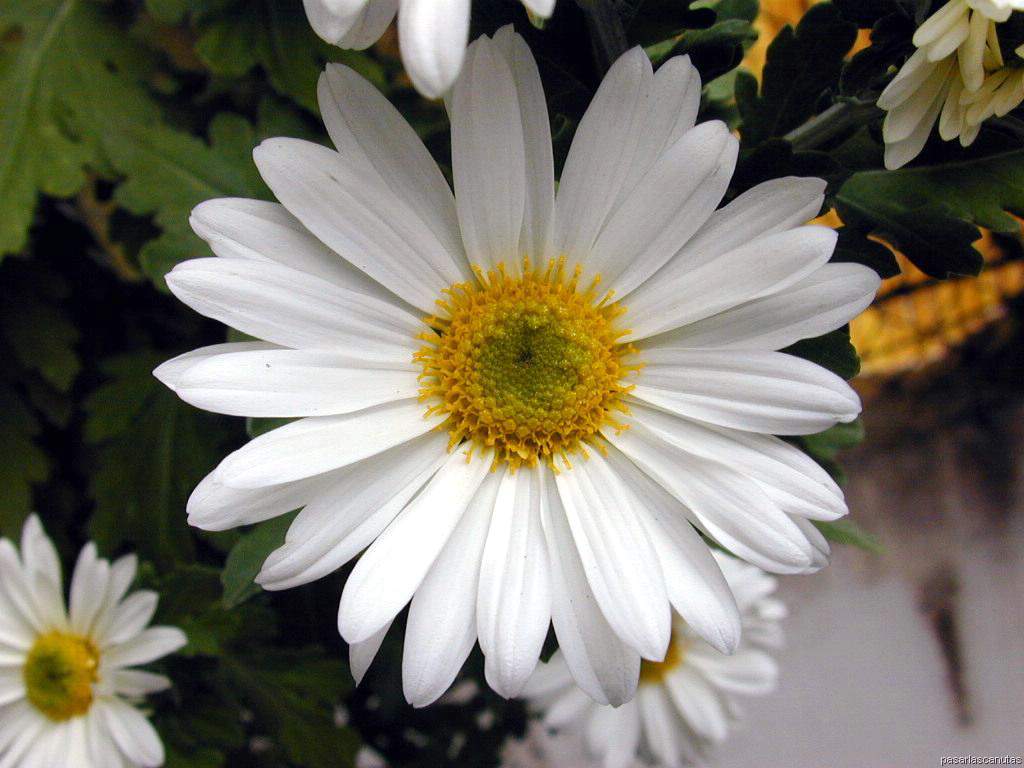 Fondo de pantalla de  1024x768