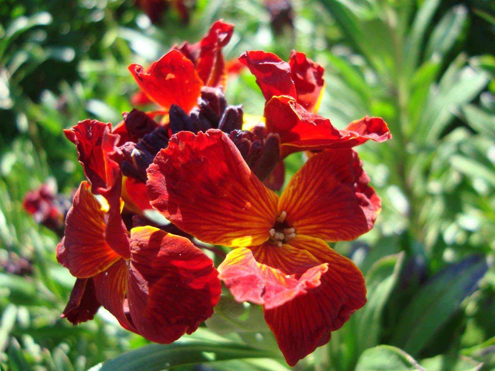 Fondo de pantalla de  1600x1200