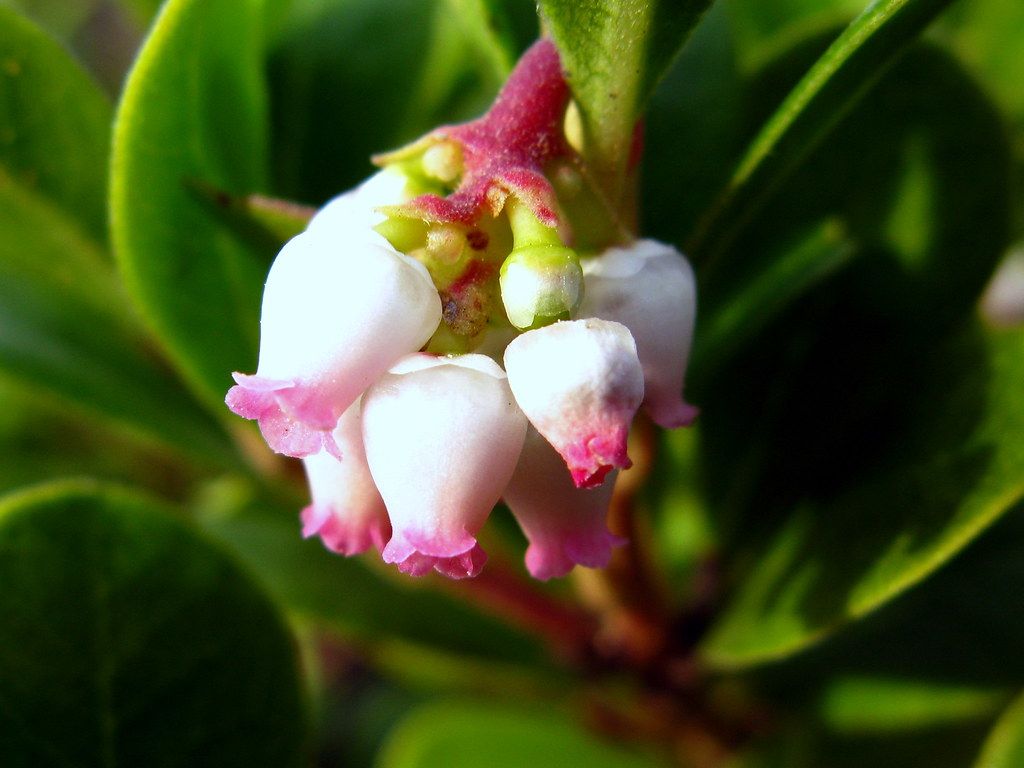 Fondo de pantalla de  1024x768