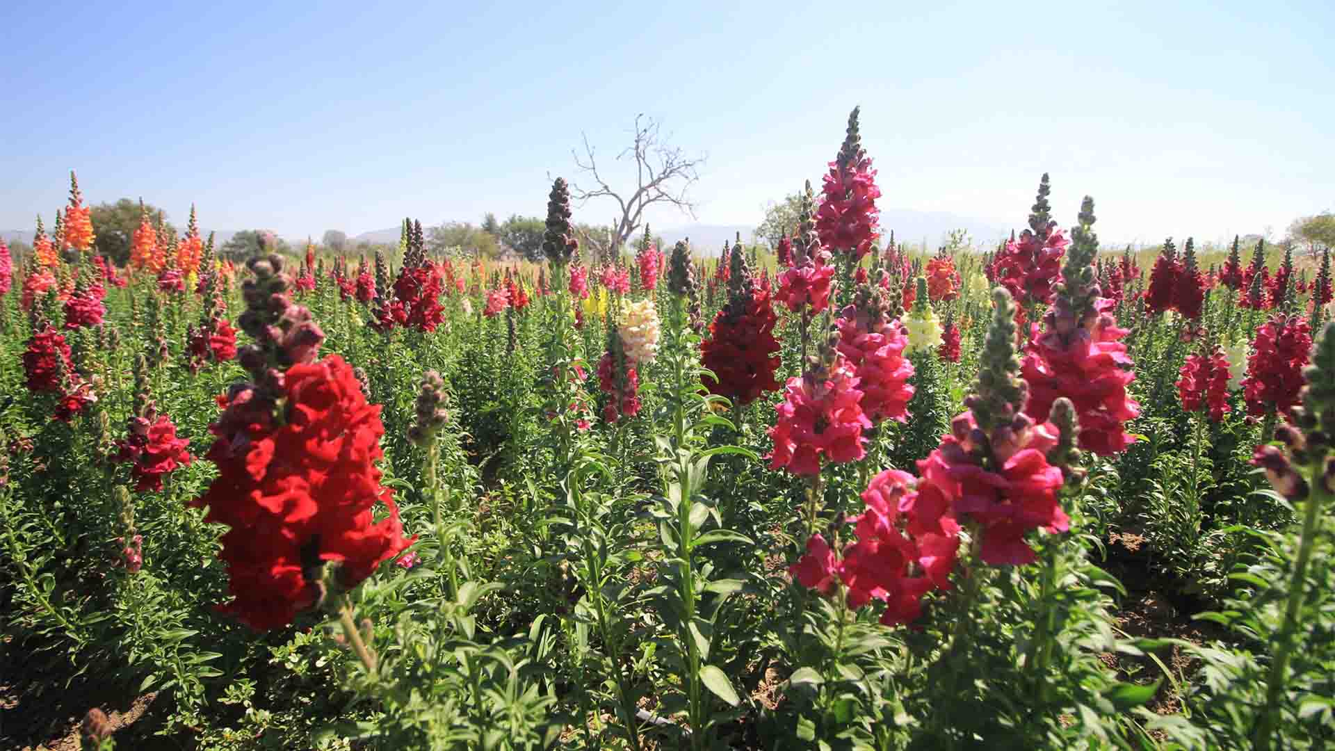 Fondo de pantalla de  1920x1080