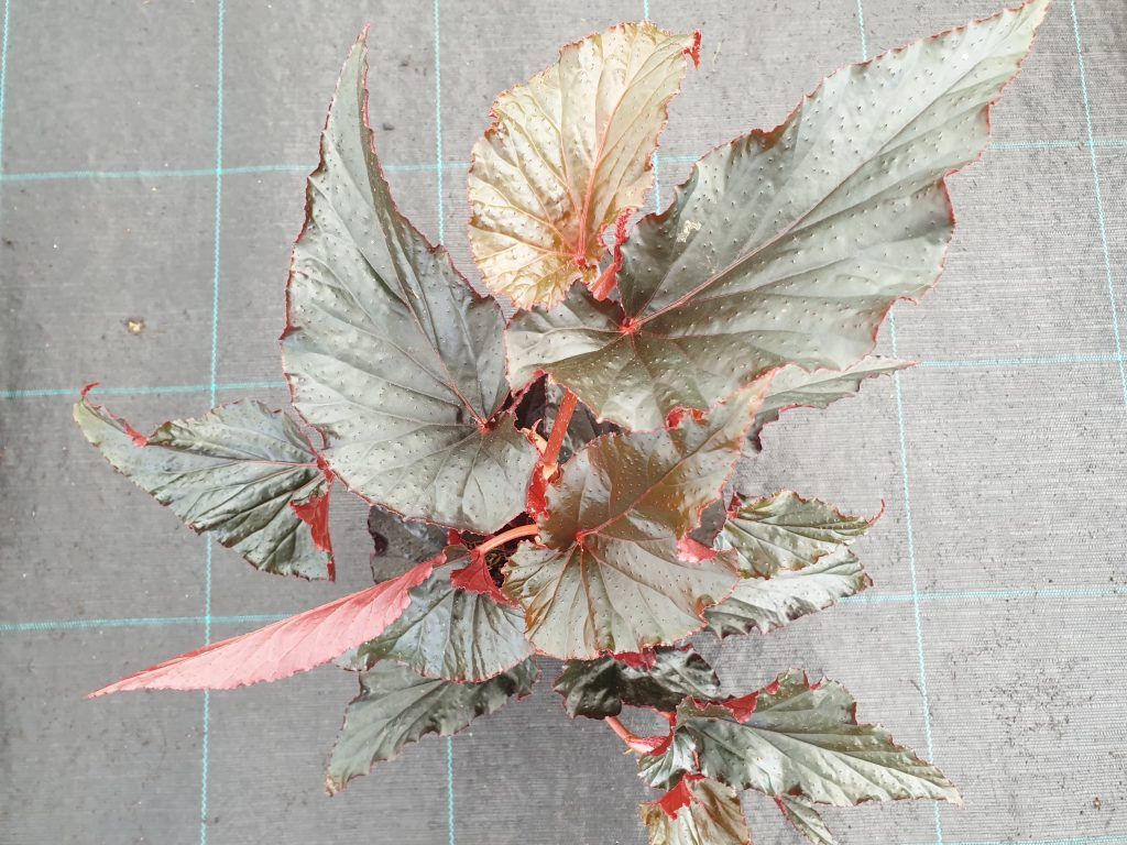 Fondo de pantalla de  1024x768