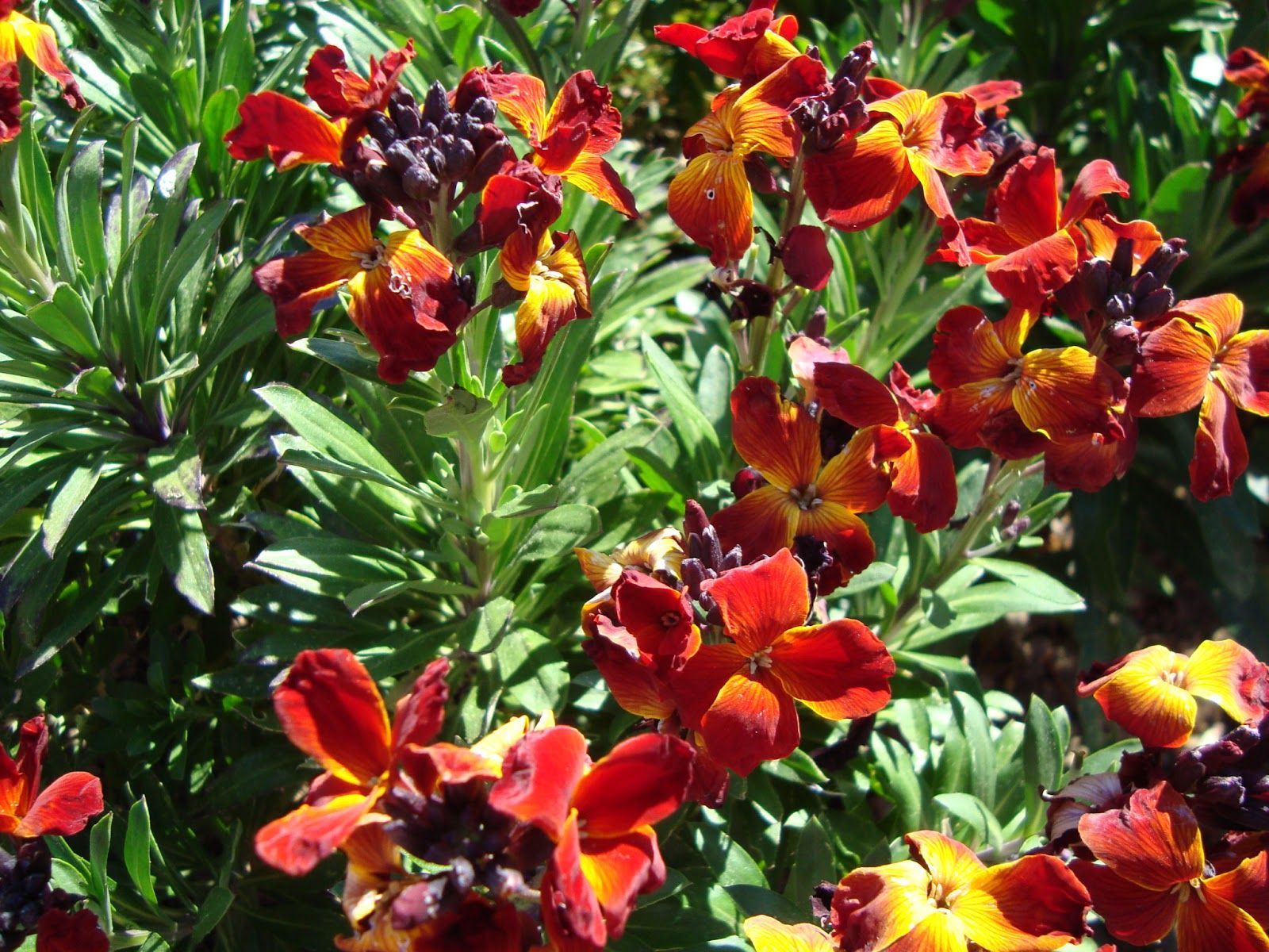 Fondo de pantalla de  1600x1200