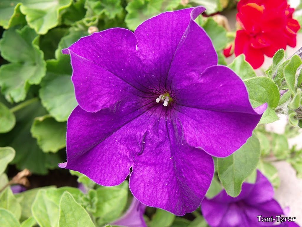 Fondo de pantalla de  1024x768