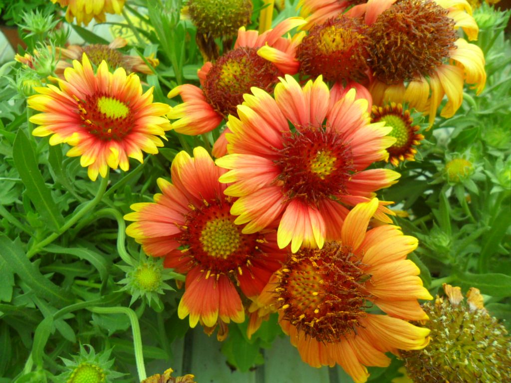 Fondo de pantalla de  1024x768