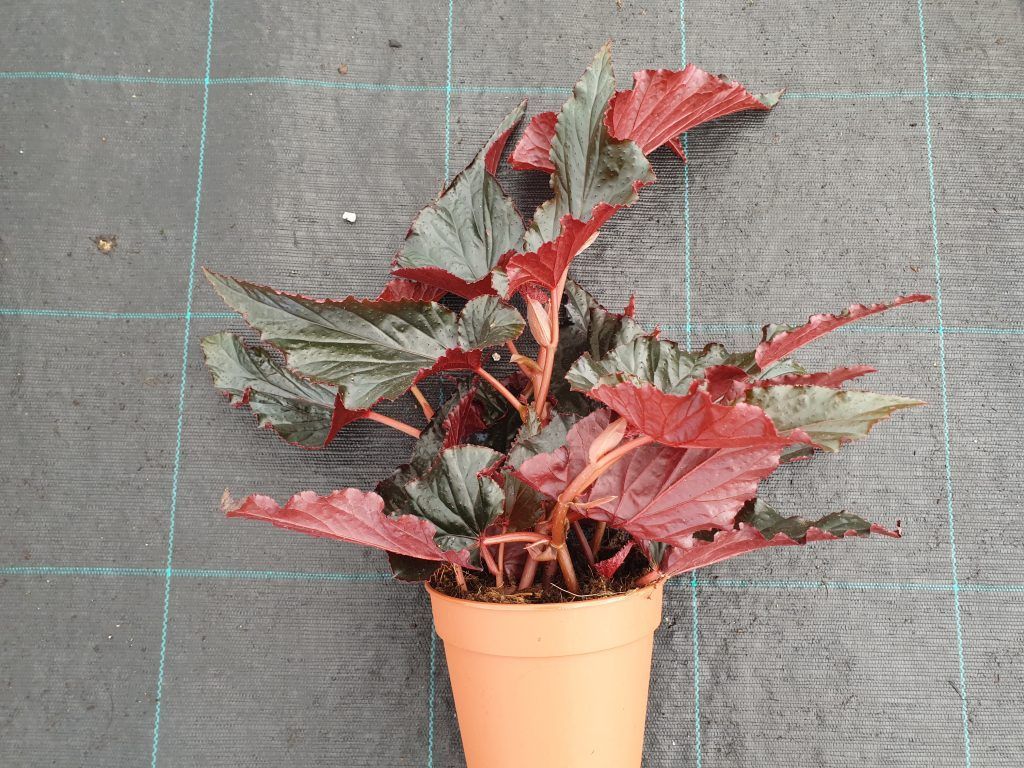 Fondo de pantalla de  1024x768