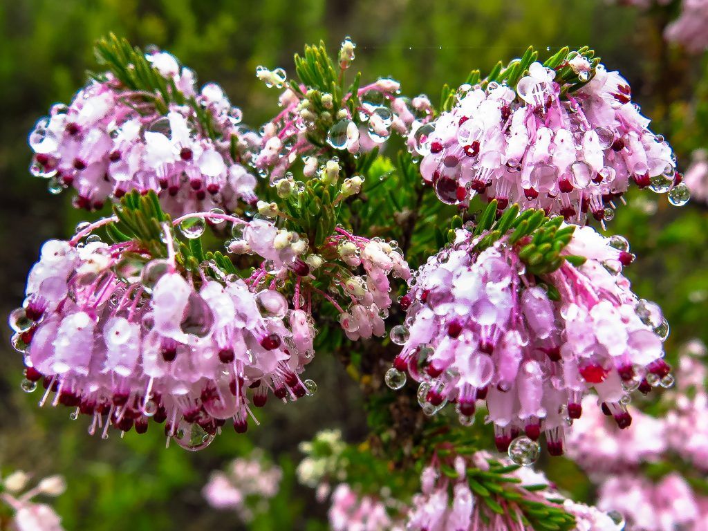 Fondo de pantalla de  1024x768