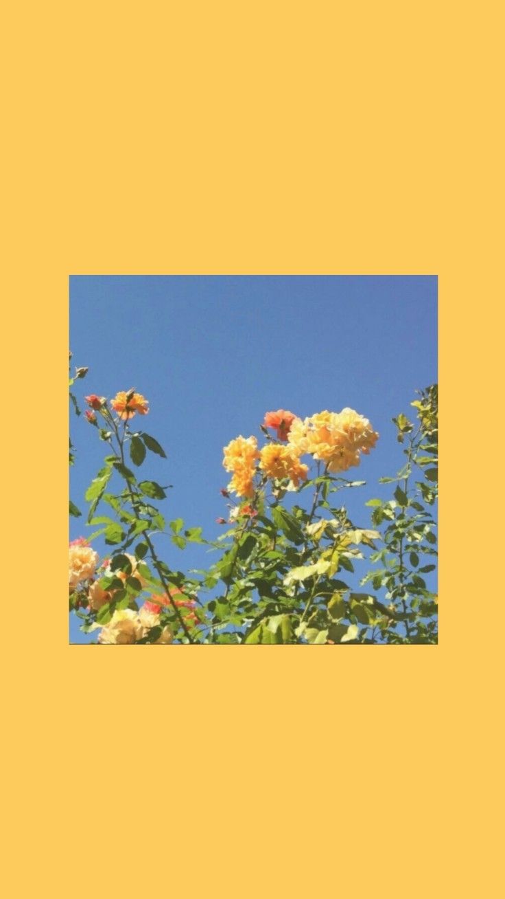 Fondo de pantalla de  736x1308