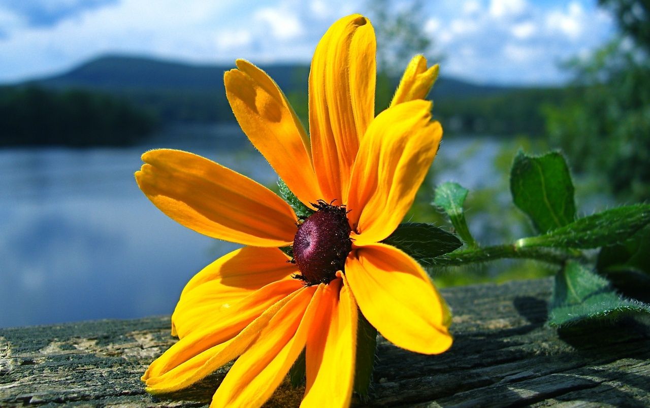 Fondo de pantalla de  1280x804