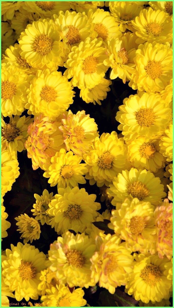 Fondo de pantalla de  730x1290