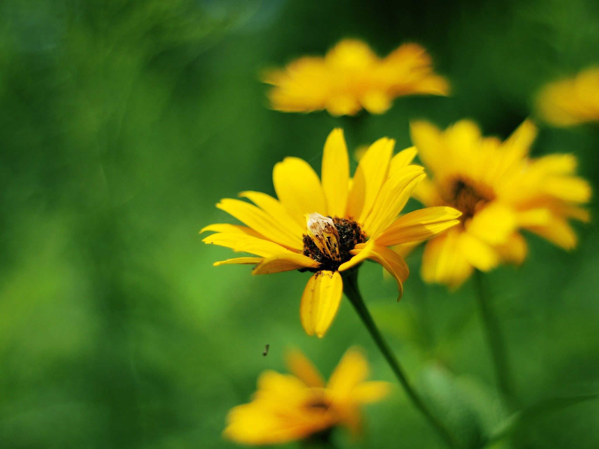 Fondo de pantalla de  2048x1536