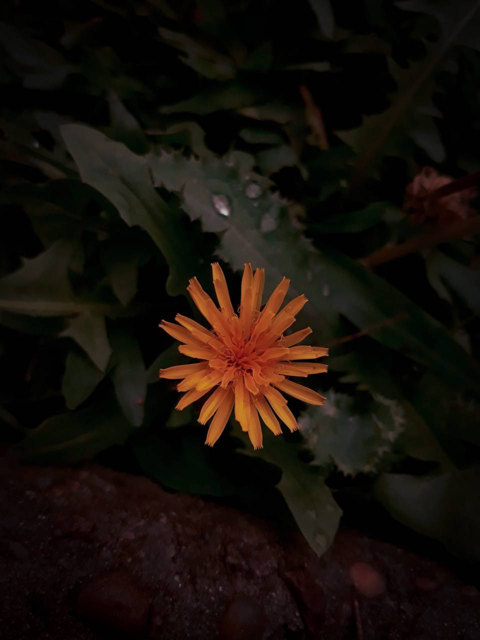 Fondo de pantalla de  960x1280