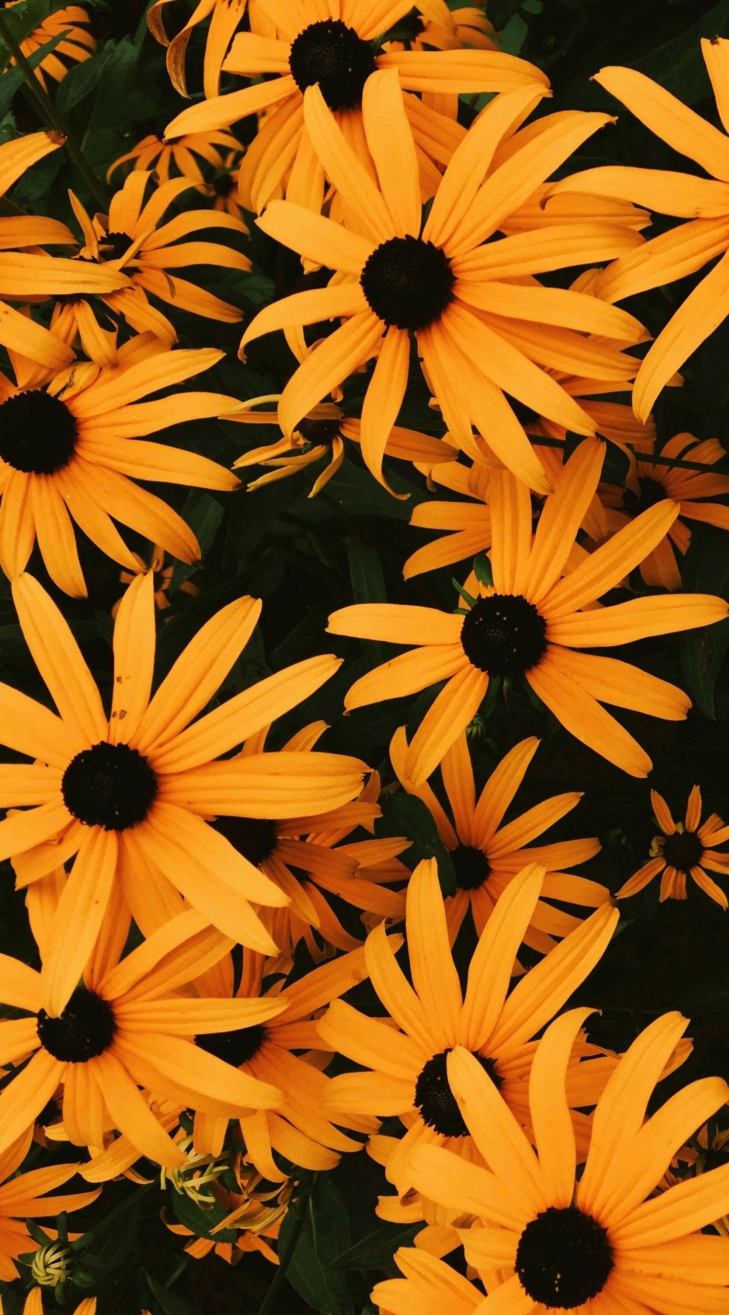 Fondo de pantalla de  1438x2592