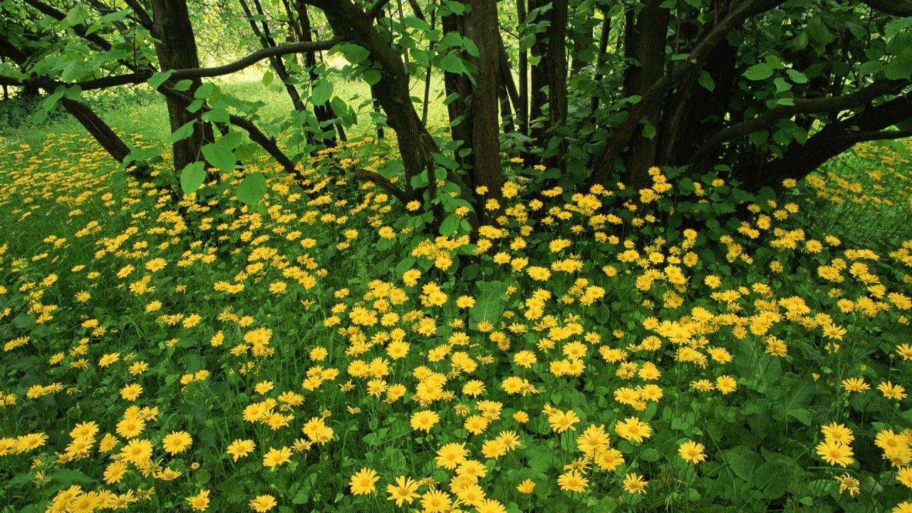 Fondo de pantalla de  1280x720