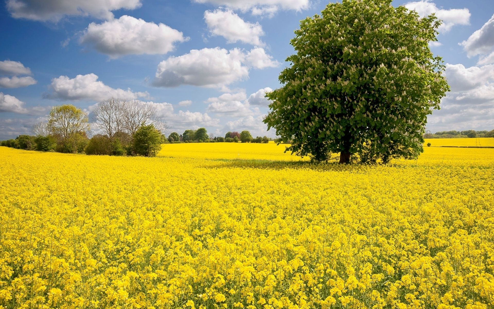 Fondo de pantalla de  1920x1200