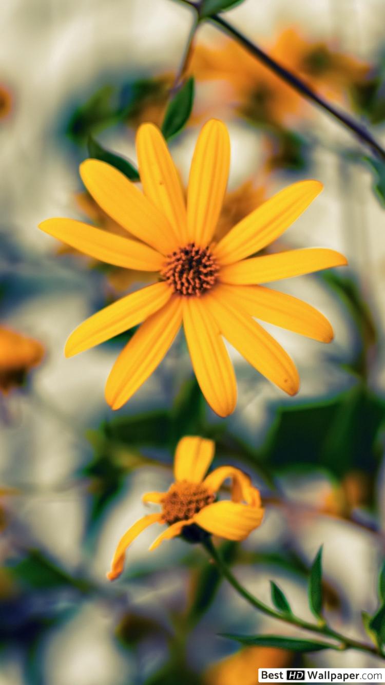 Fondo de pantalla de  750x1334