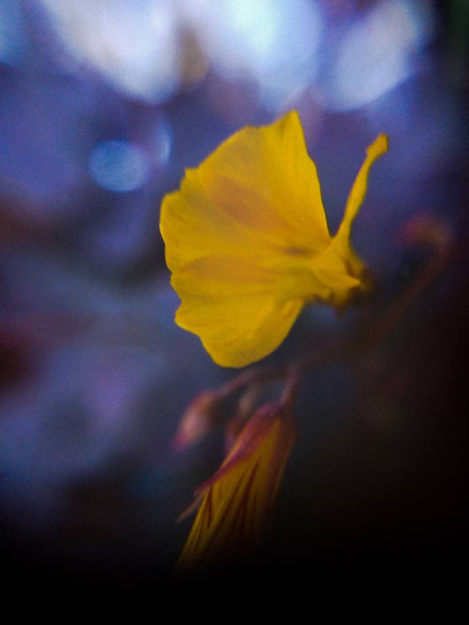 Fondo de pantalla de  960x1280