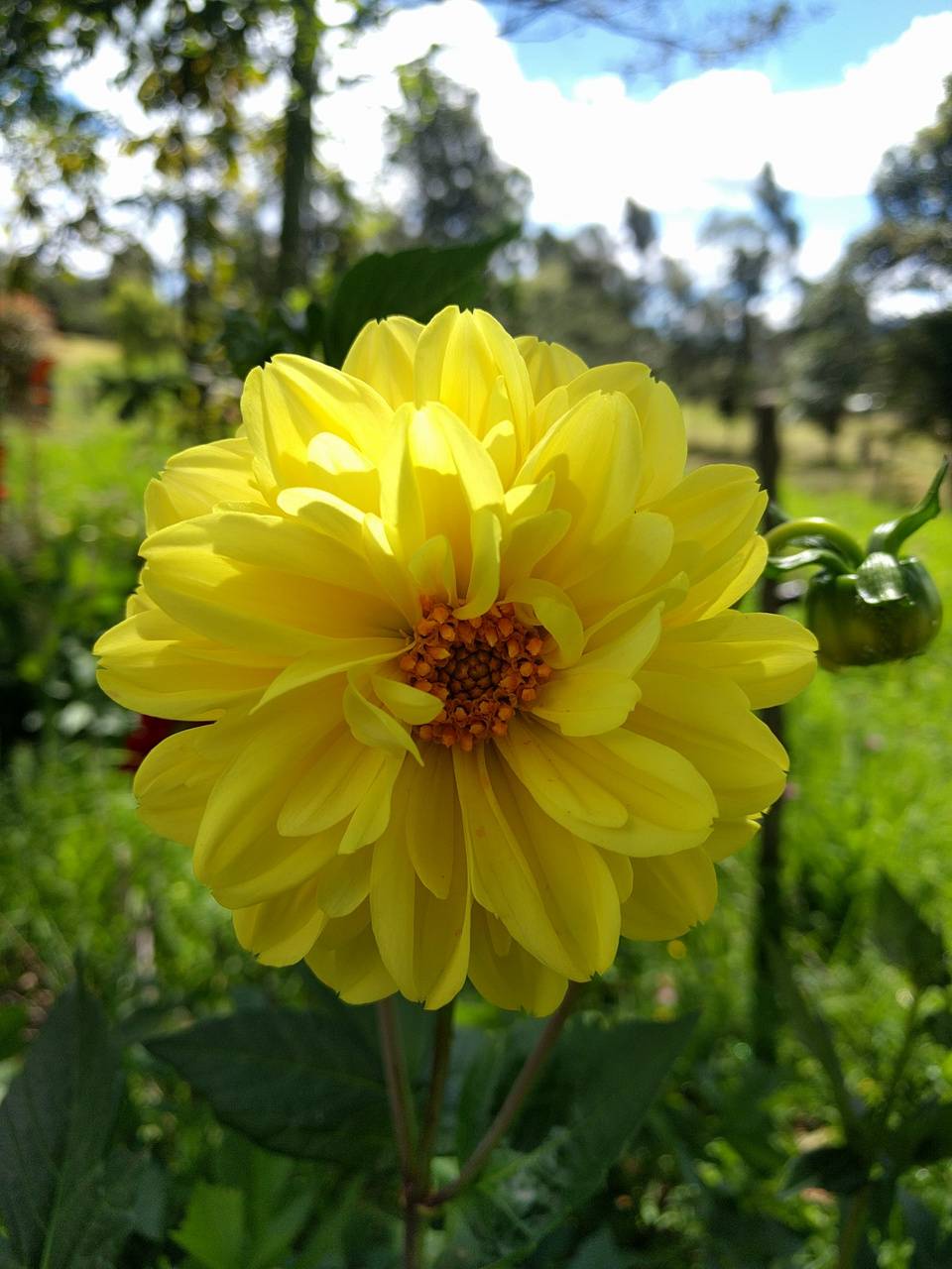 Fondo de pantalla de  960x1280