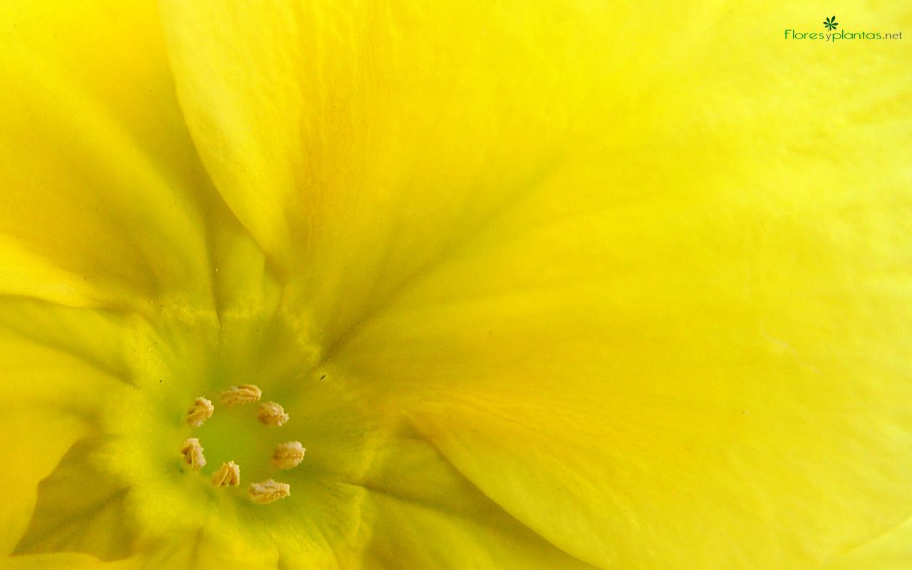 Fondo de pantalla de  1280x800