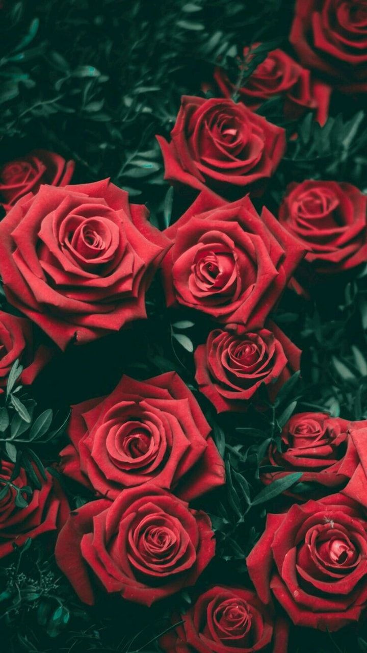 Fondo de pantalla de  720x1280