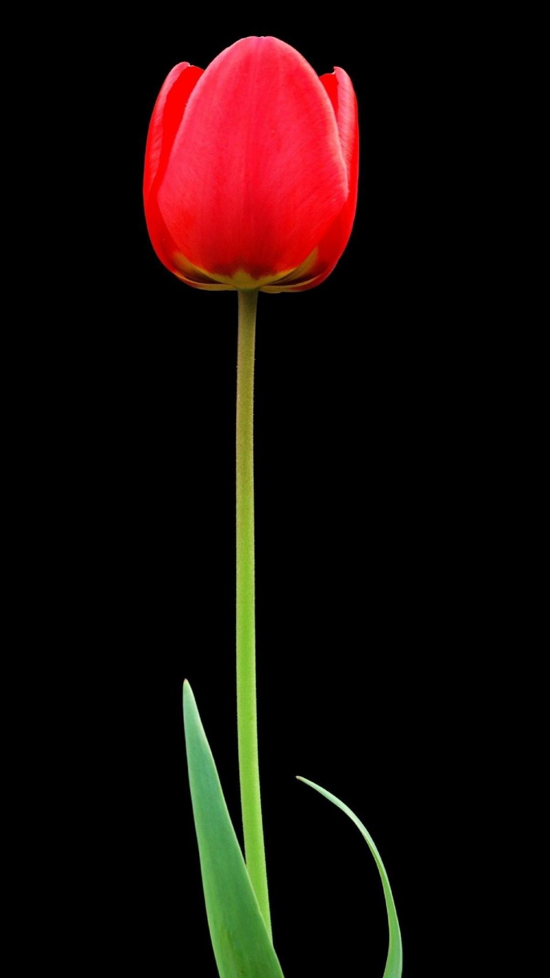 Fondo de pantalla de  1080x1920