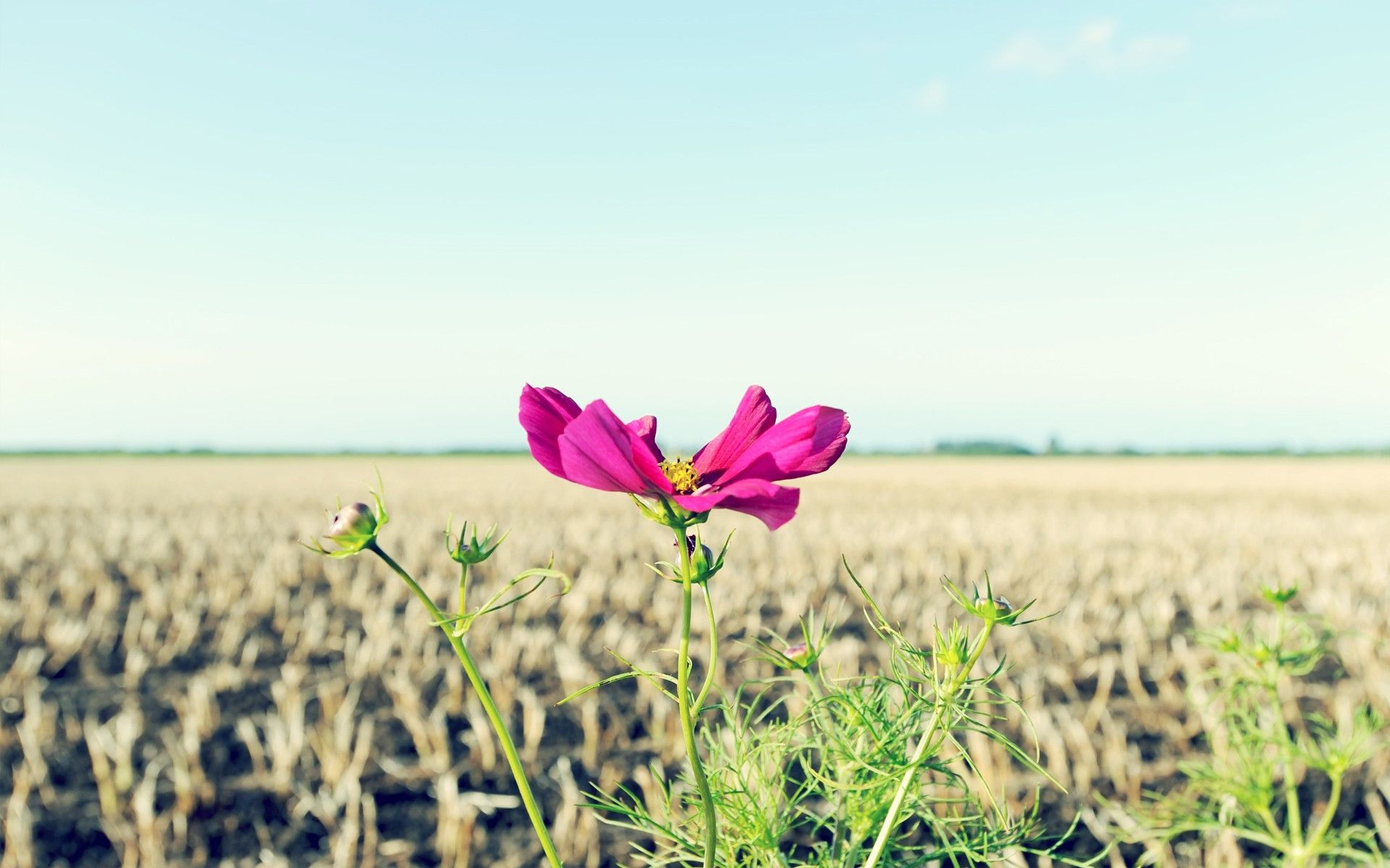 Fondo de pantalla de  1920x1200