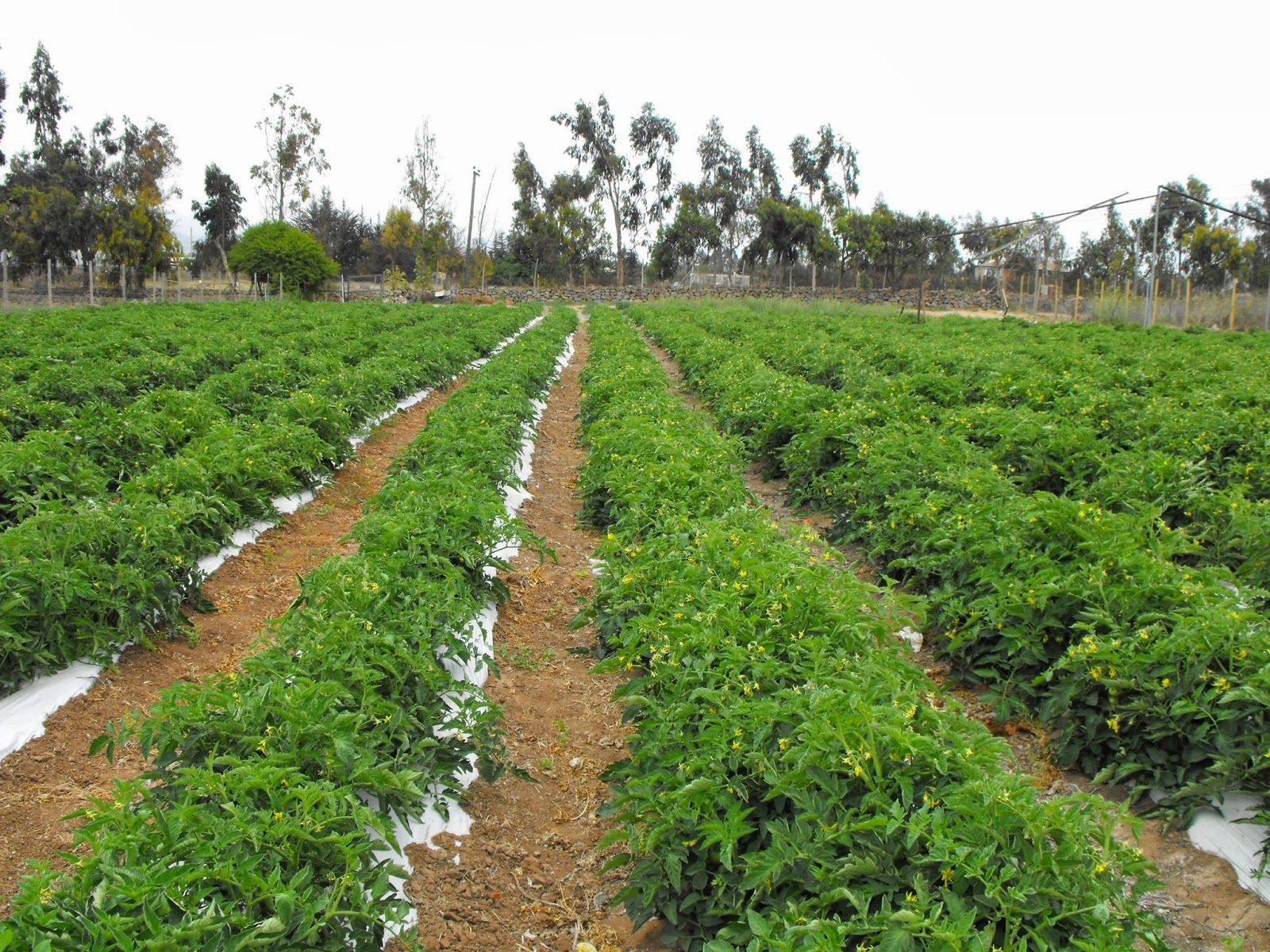 Fondo de pantalla de  1600x1200