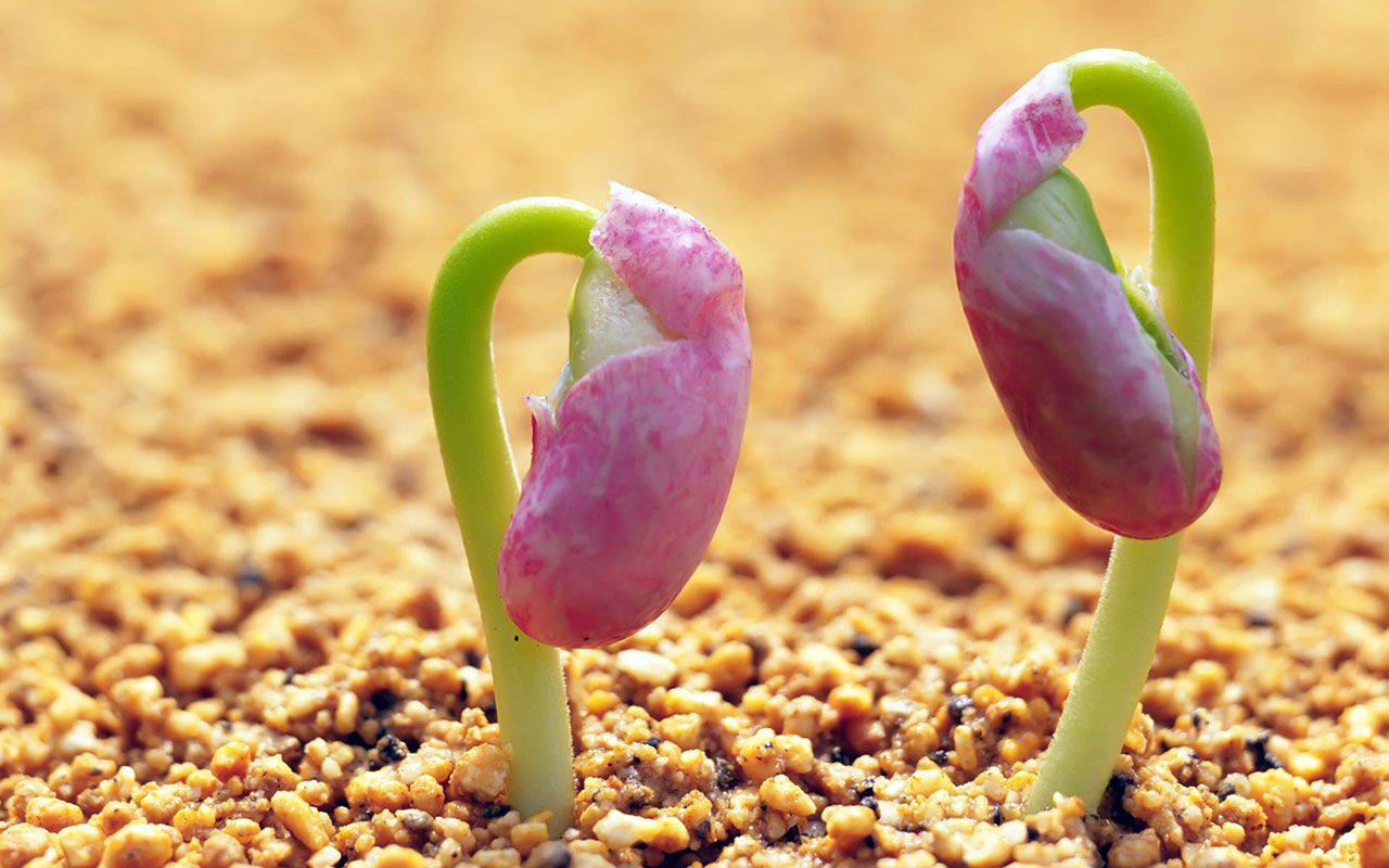 Fondo de pantalla de  1280x800