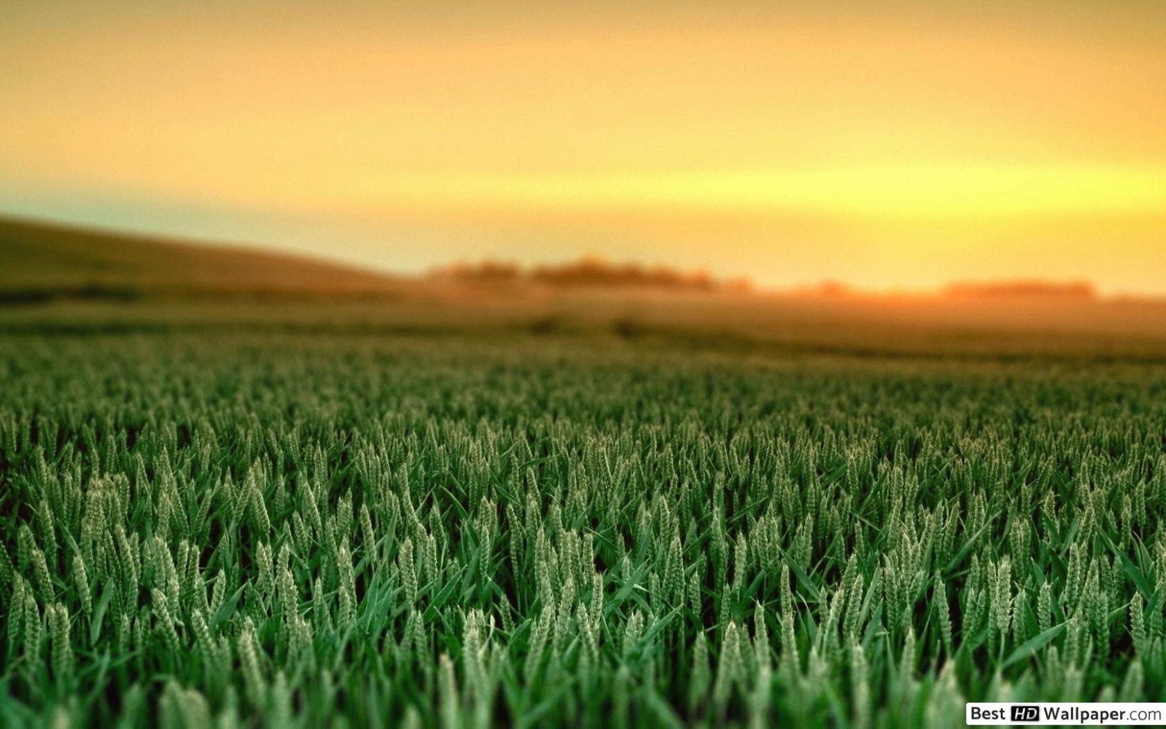 Fondo de pantalla de  1680x1050