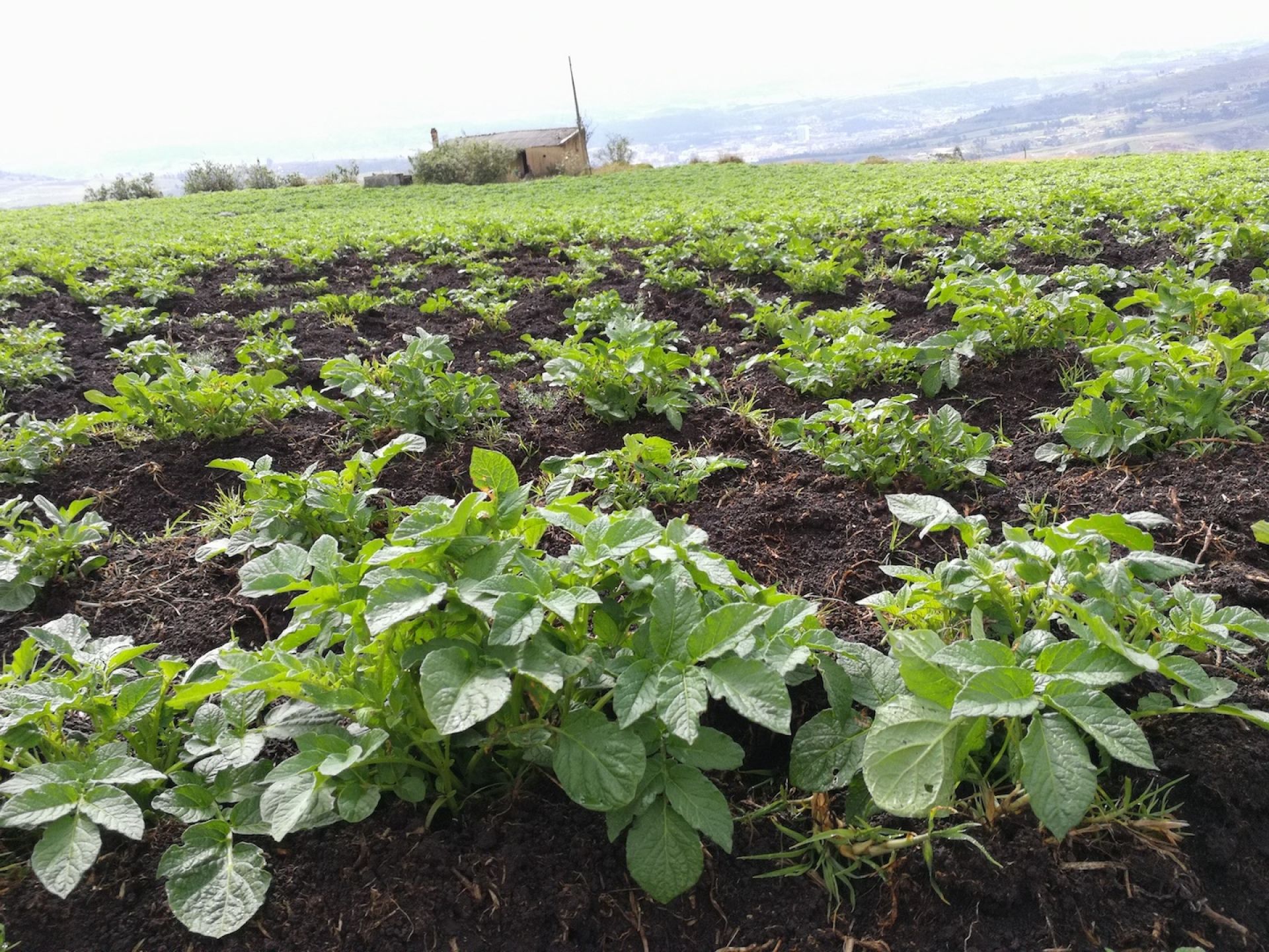 Fondo de pantalla de  1920x1440