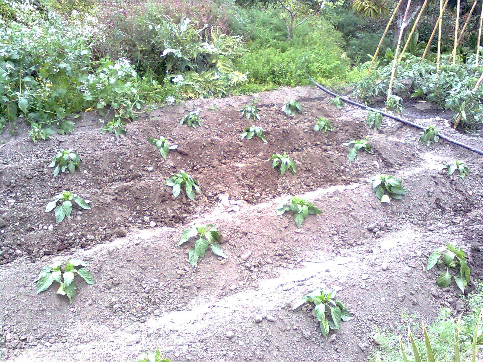 Fondo de pantalla de  1600x1200