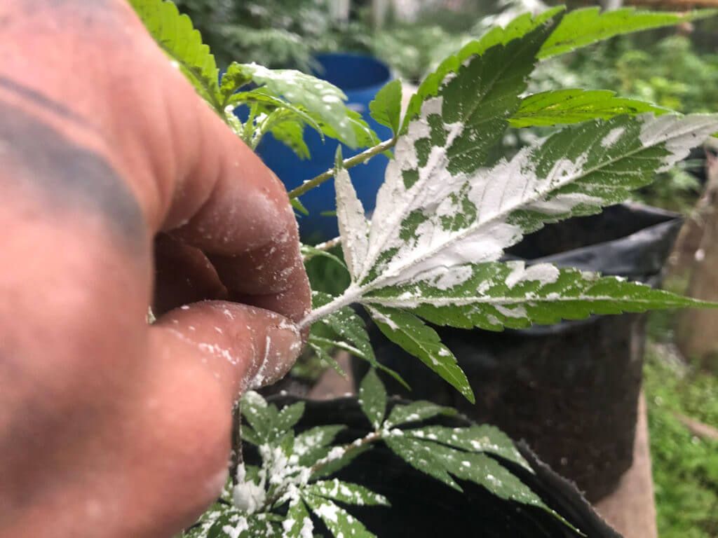 Fondo de pantalla de  1024x768