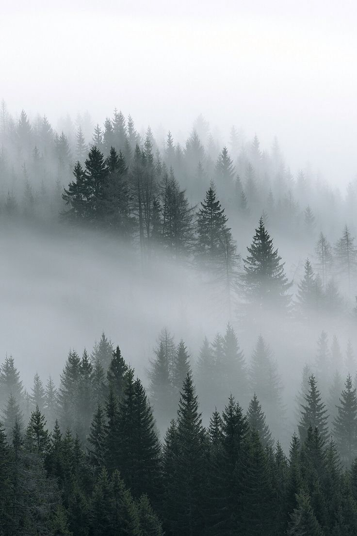 Fondo de pantalla de  736x1105