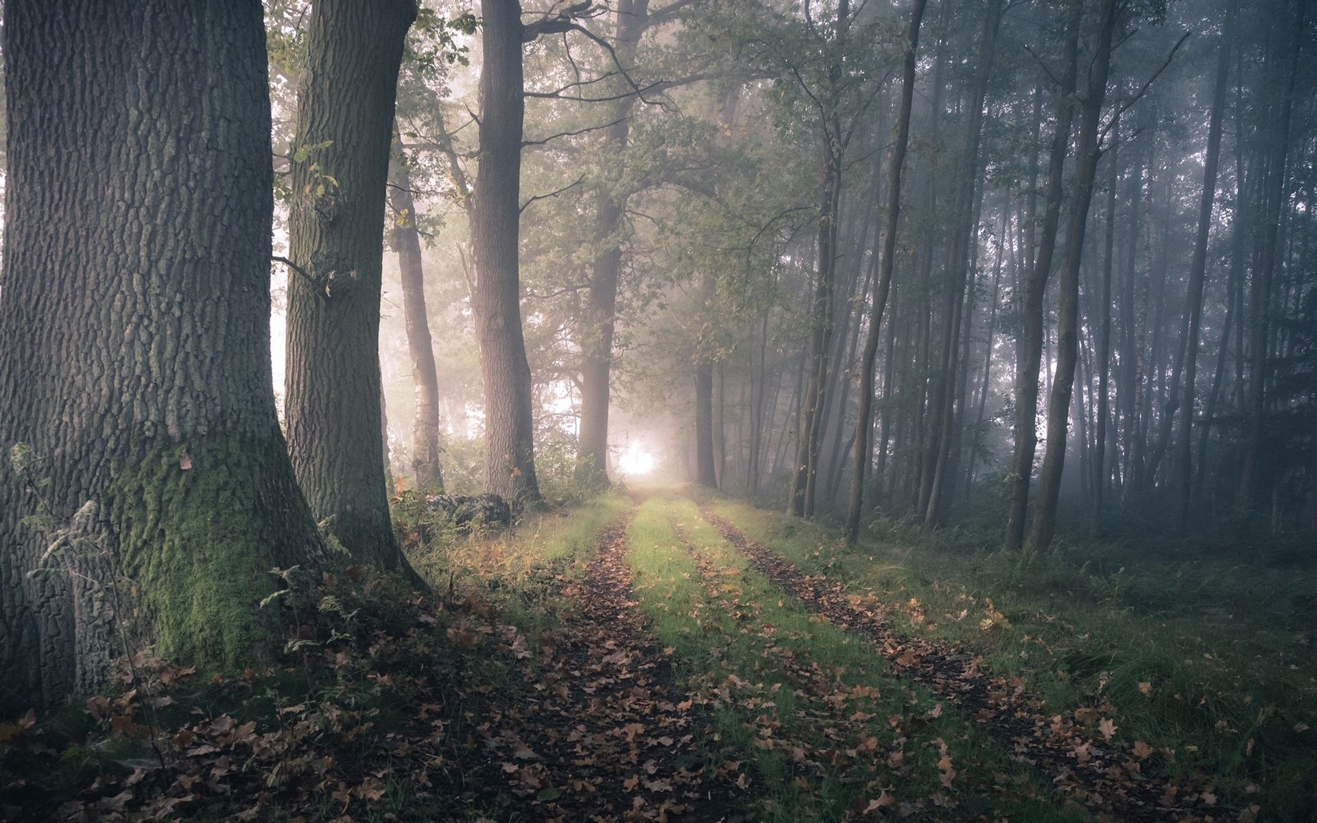 Fondo de pantalla de  1920x1200