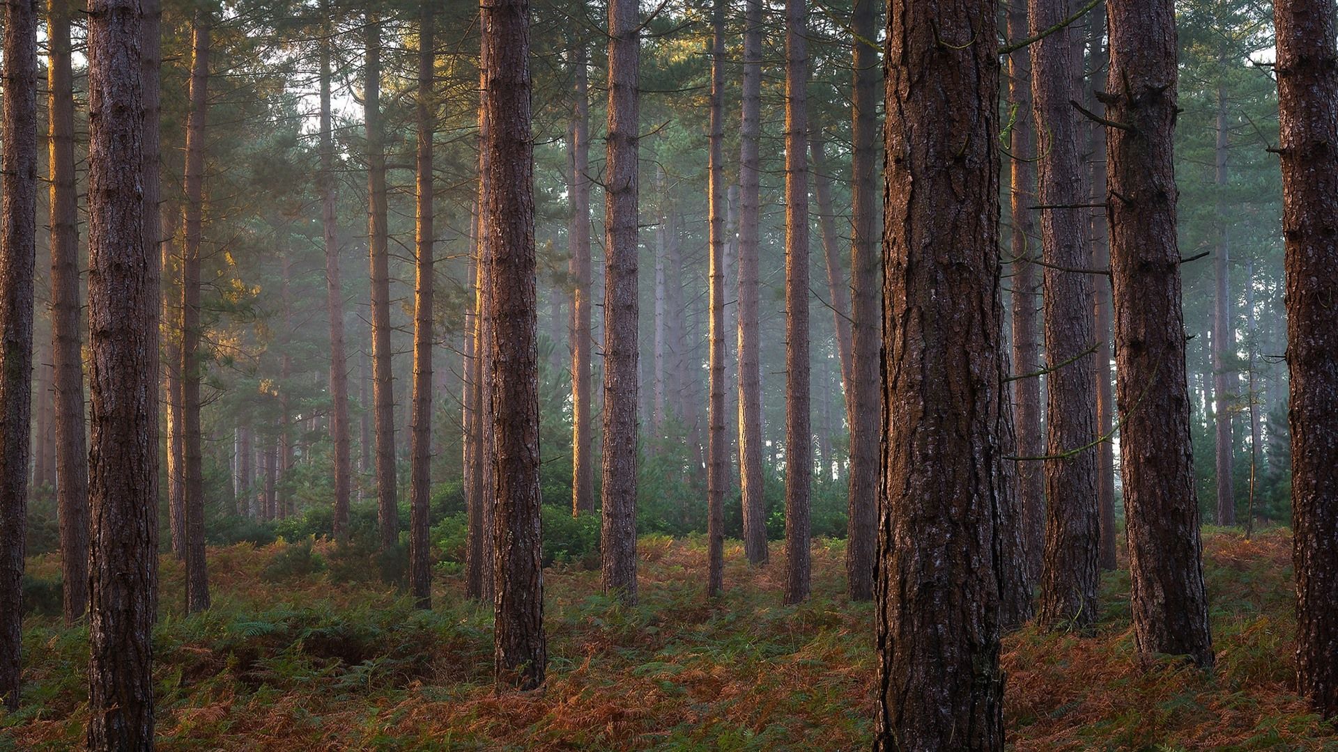 Fondo de pantalla de  1920x1080