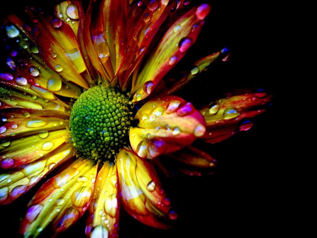 Fondo de pantalla de  1024x768