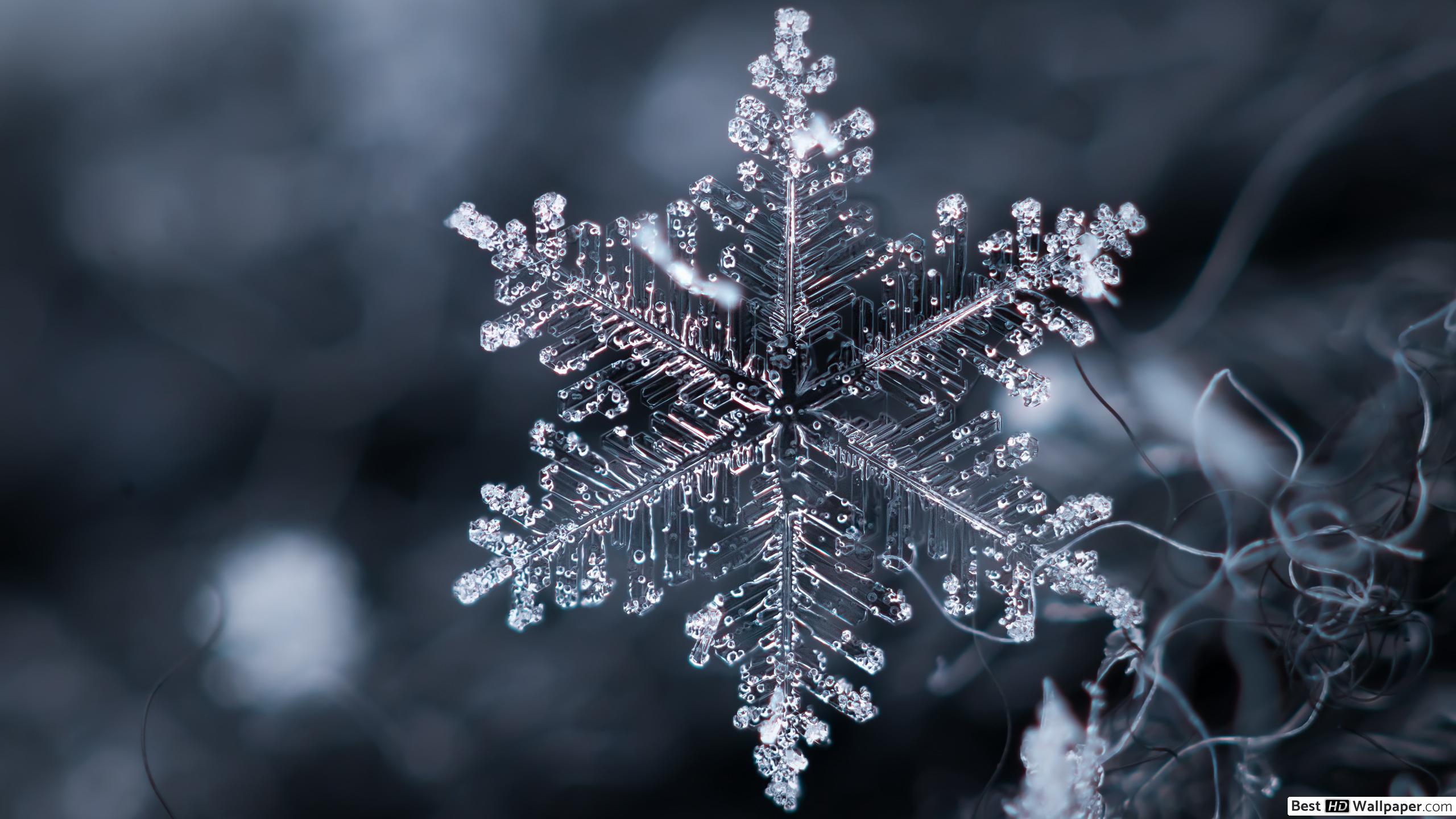 Fondo de pantalla de  2560x1440