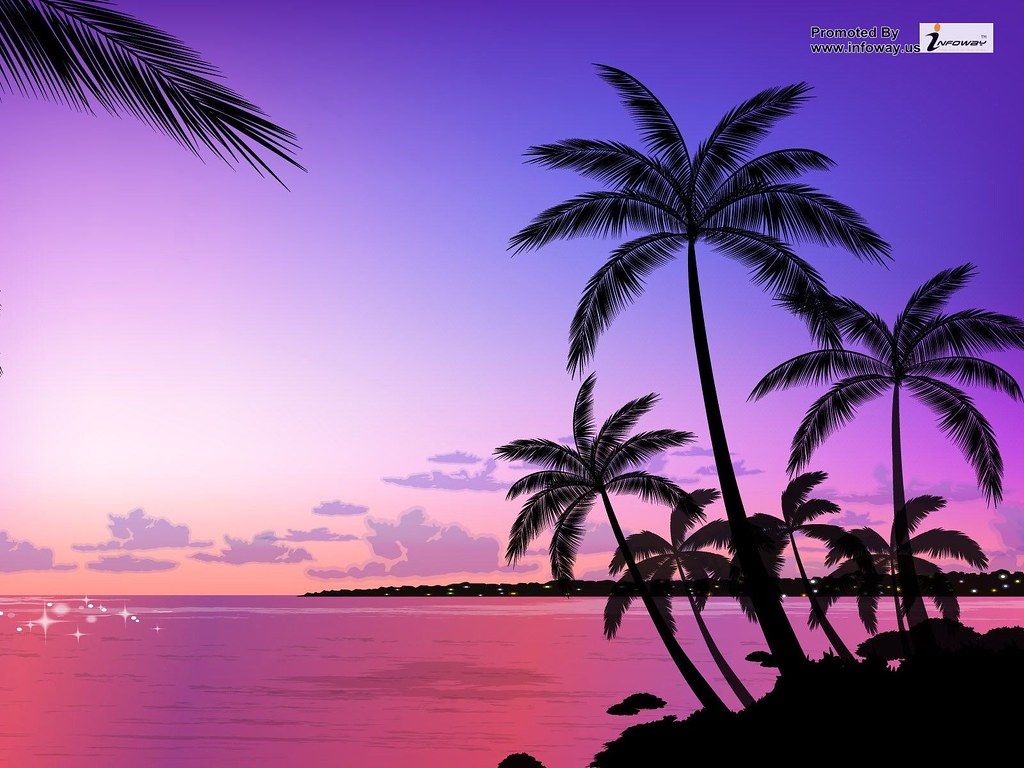 sunset palm trees fondo de pantalla hd | puesta de sol palmeras hd wallpa… | Flickr