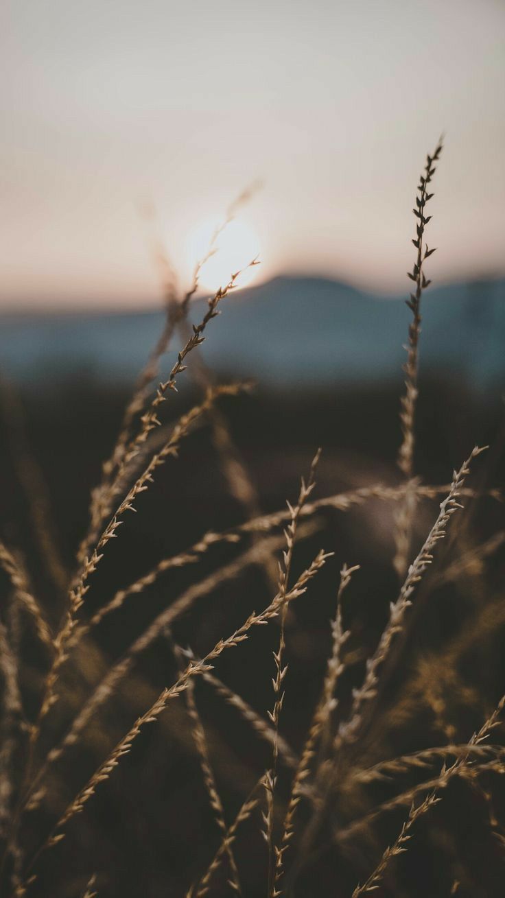 Fondo de pantalla de  736x1309