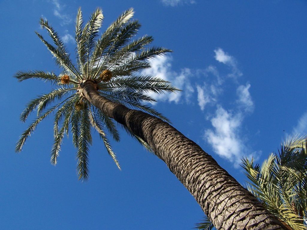 Fondo de pantalla de  1024x768