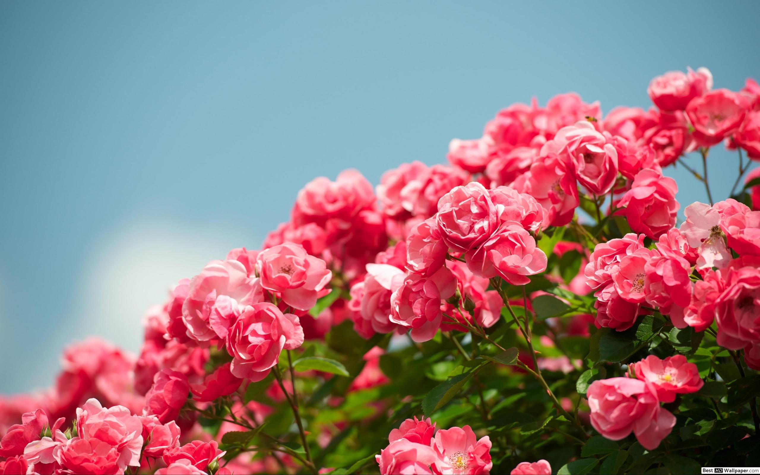 Fondo de pantalla de  2560x1600