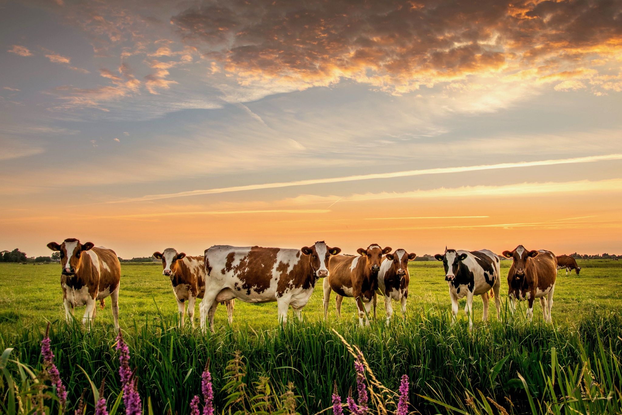 Fondos De Pantalla De Vacas Fondosmil