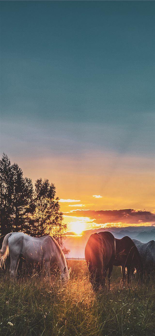 Fondo de pantalla de  640x1385