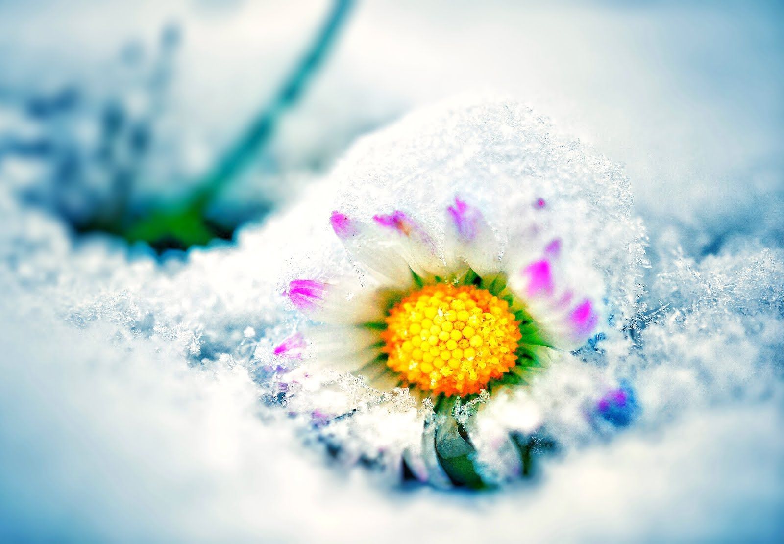 Fondo de pantalla de  1600x1110