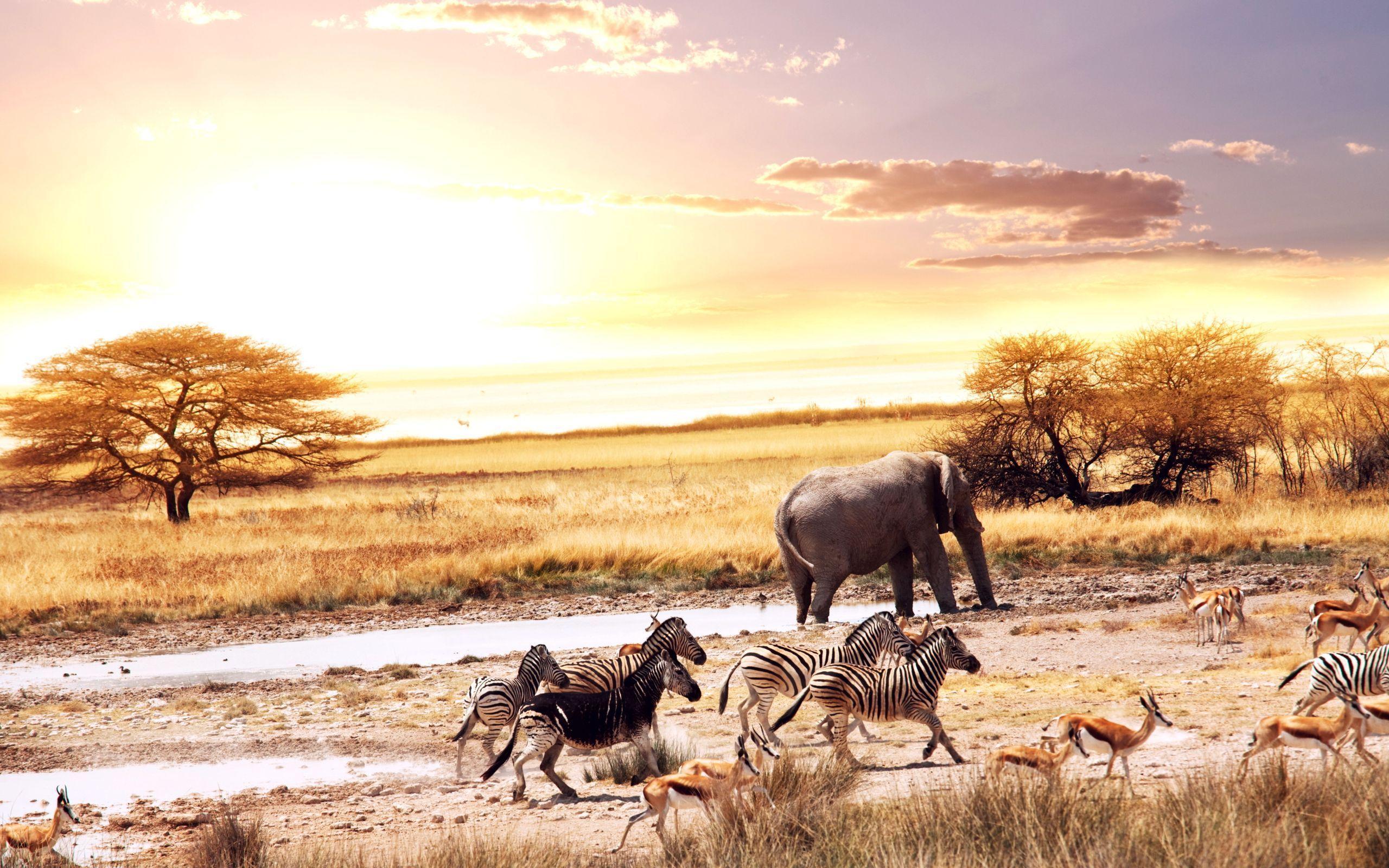 Africa Wallpapers